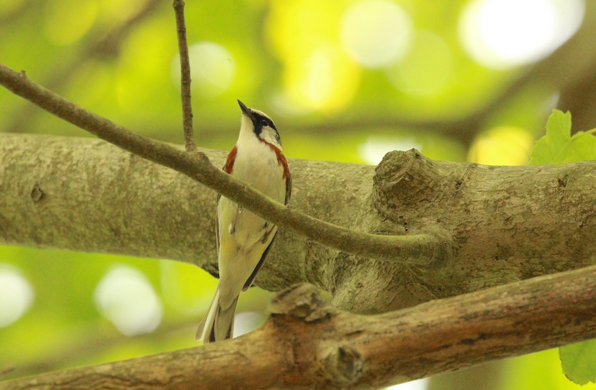 Chestnut-sided Warbler - Keith Leonard