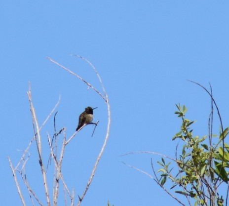 Black-chinned Hummingbird - ML573154331