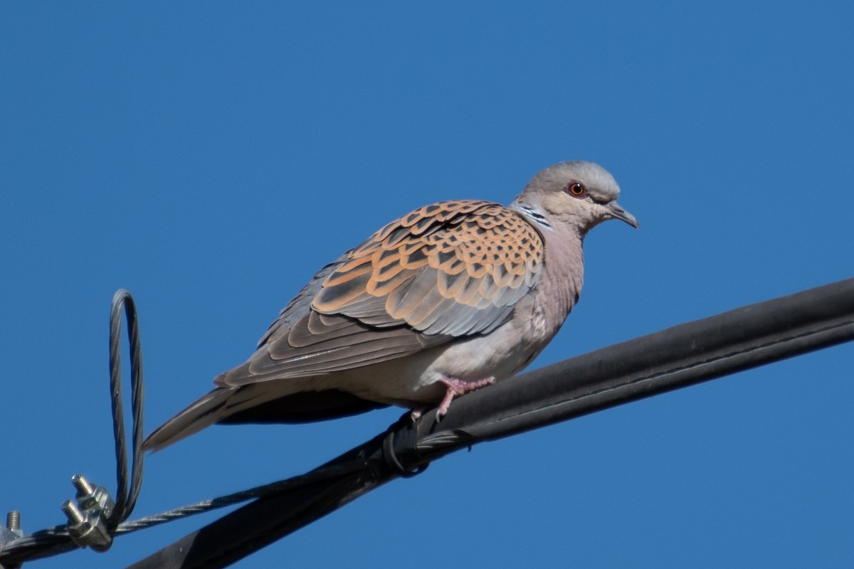 European Turtle-Dove - ML573154481