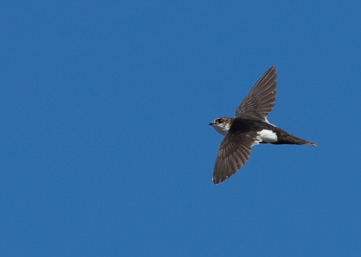 White-throated Swift - Joe Kaplan