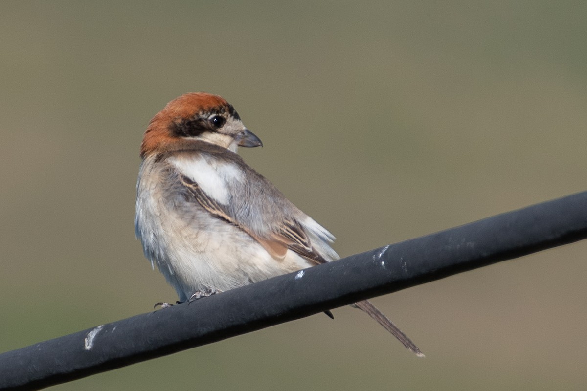 Woodchat Shrike - ML573154861