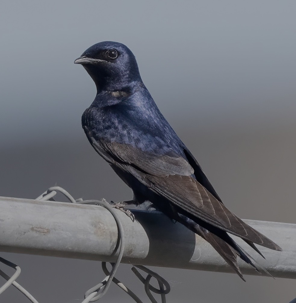 Purple Martin - ML573155131