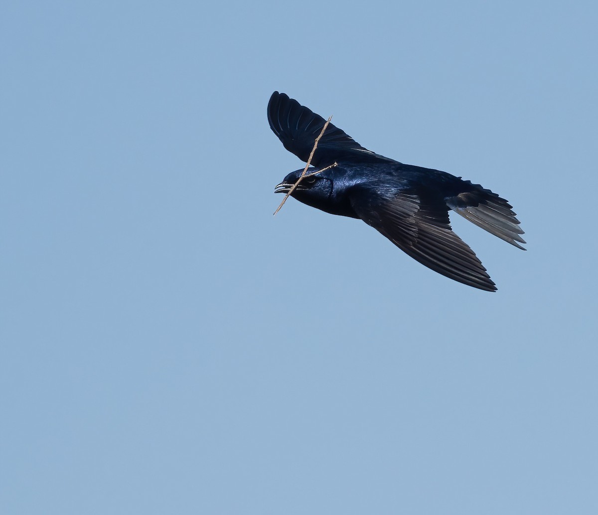 Purple Martin - Joe Kaplan