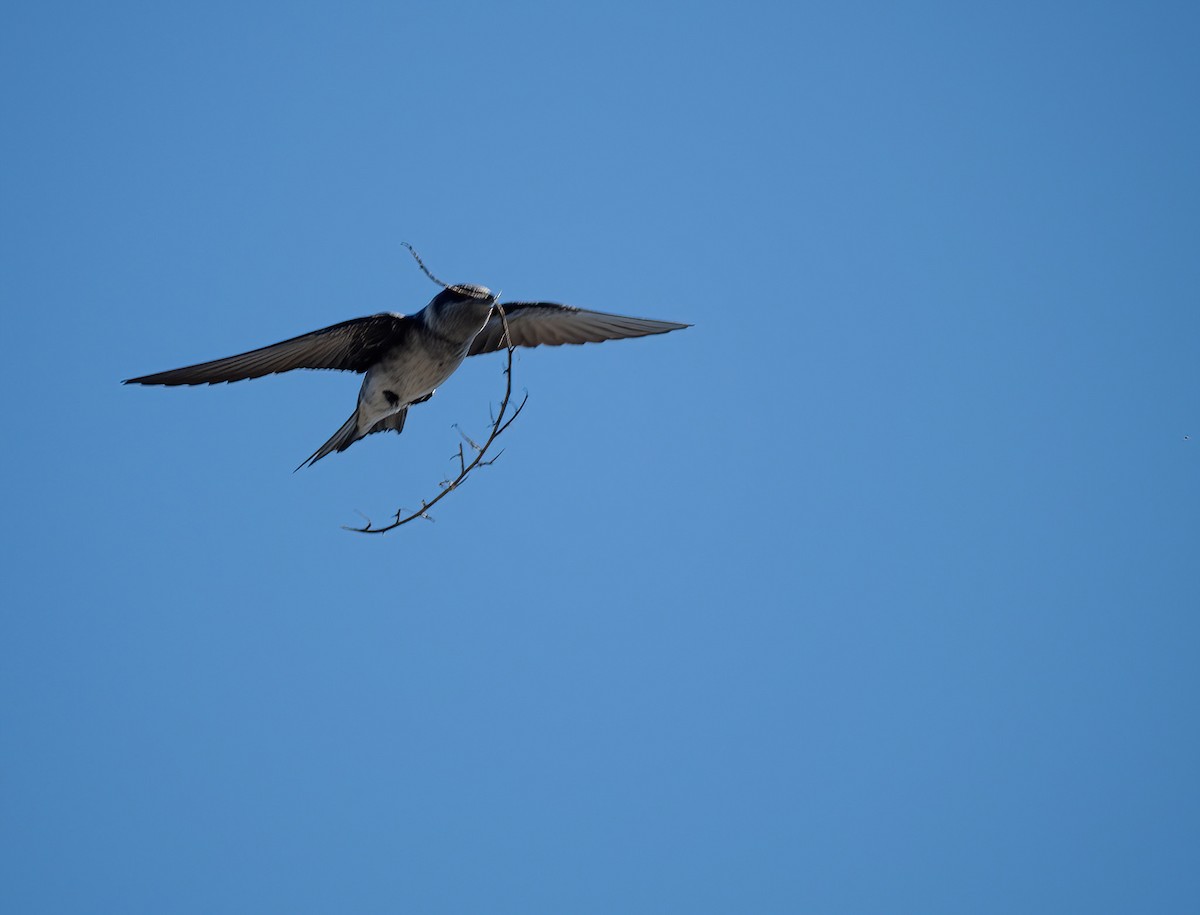 Purple Martin - ML573155151