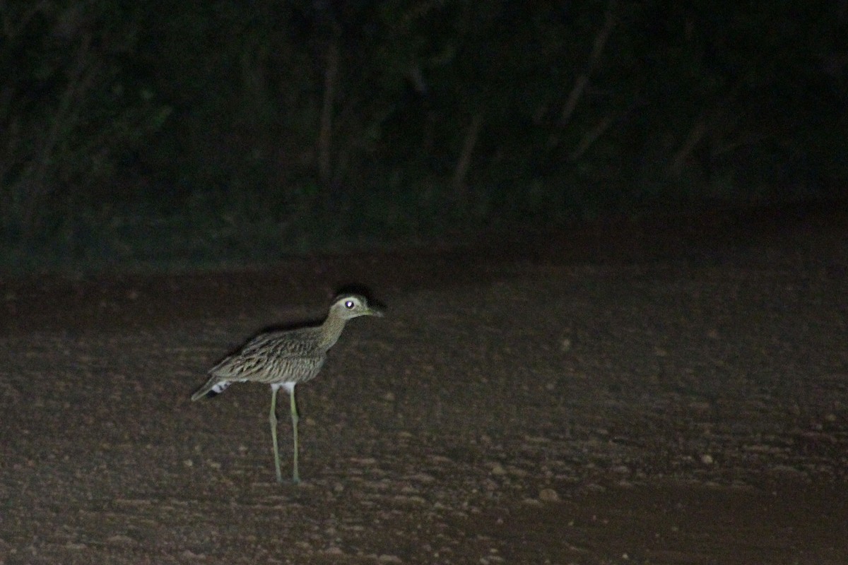 Double-striped Thick-knee - ML573155641