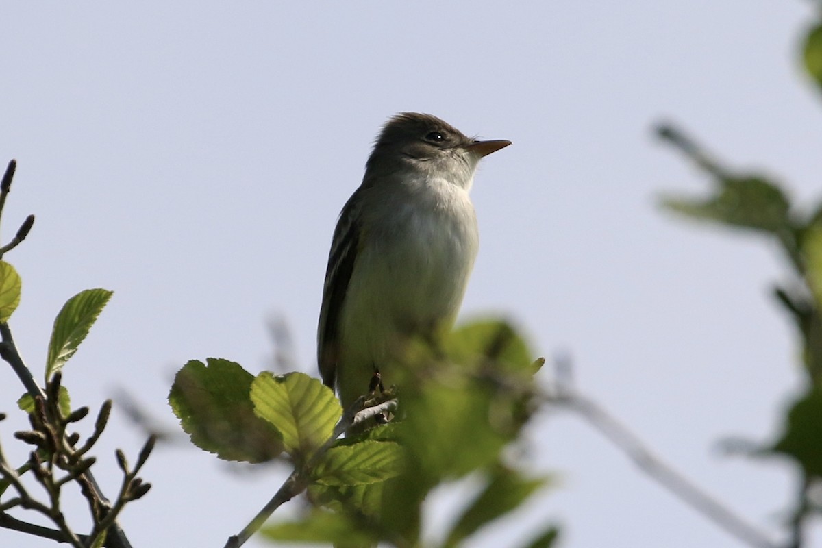 Willow Flycatcher - Dan Rottino