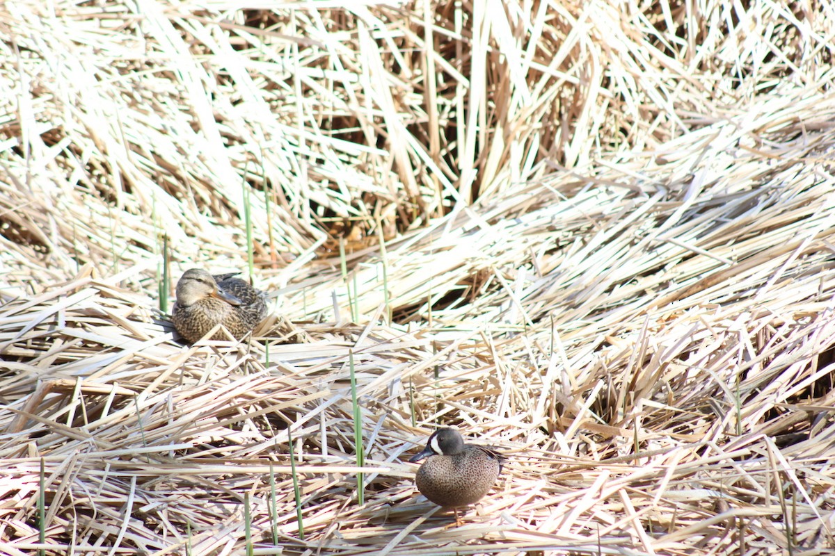 Blue-winged Teal - ML573155841