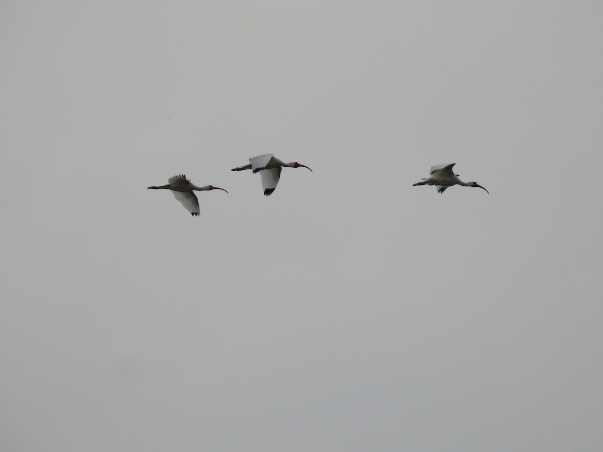 White Ibis - ML573155871