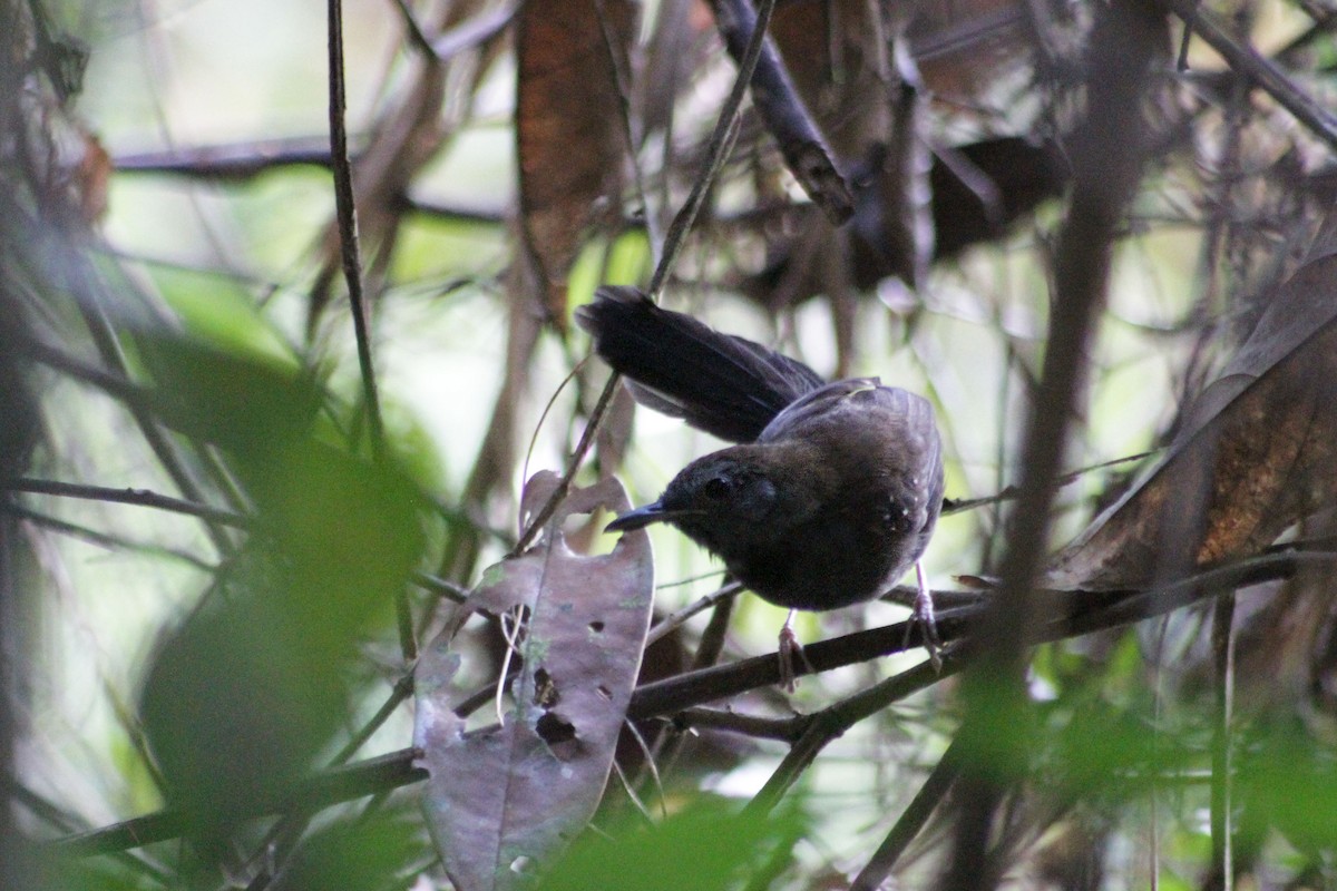 Black-throated Antbird - ML573157431