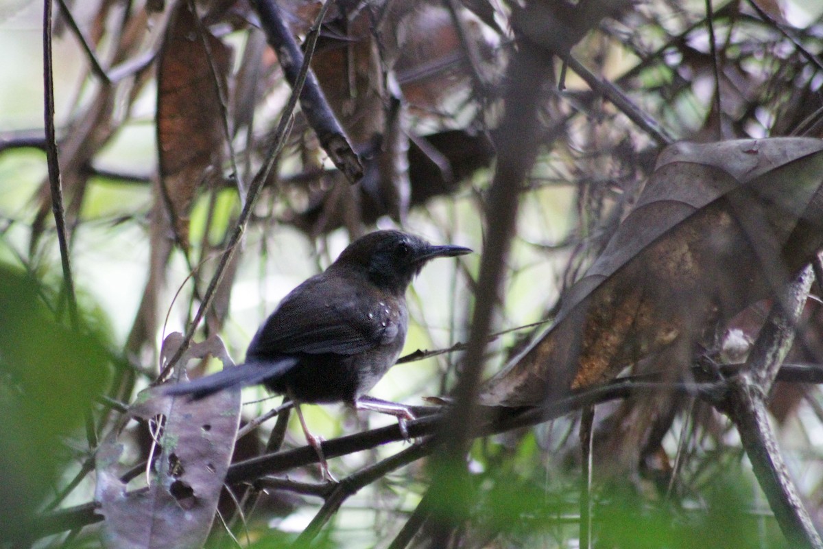 Black-throated Antbird - ML573157441