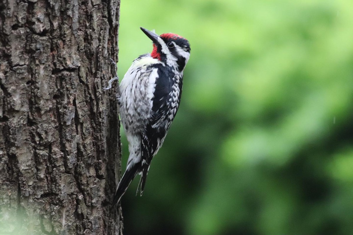 Yellow-bellied Sapsucker - ML573157451