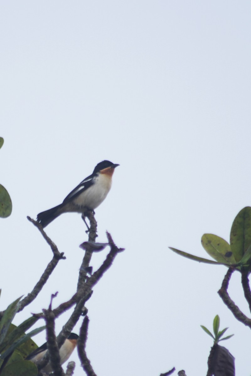 White-rumped Tanager - ML573157641