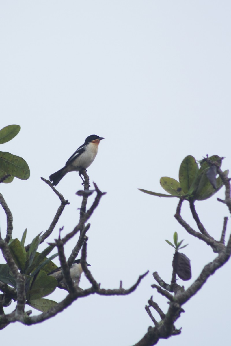 White-rumped Tanager - ML573157651