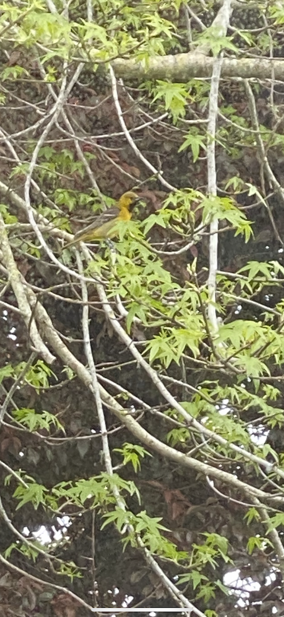 Hooded Oriole - Genevieve Rozhon