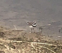 Killdeer - ML573158901