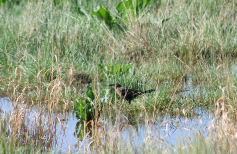 Great-tailed Grackle - ML573159081