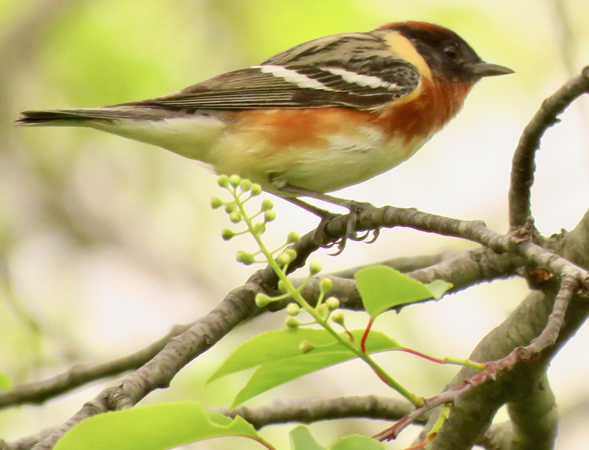 Bay-breasted Warbler - ML573159281