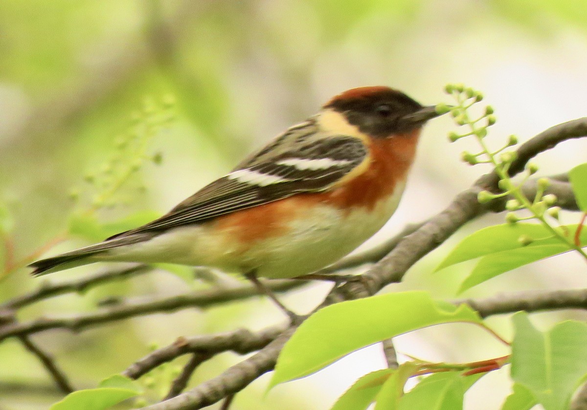 Bay-breasted Warbler - ML573159621