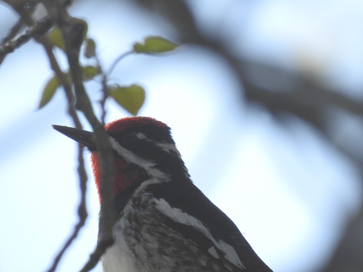 Red-naped Sapsucker - ML573160671