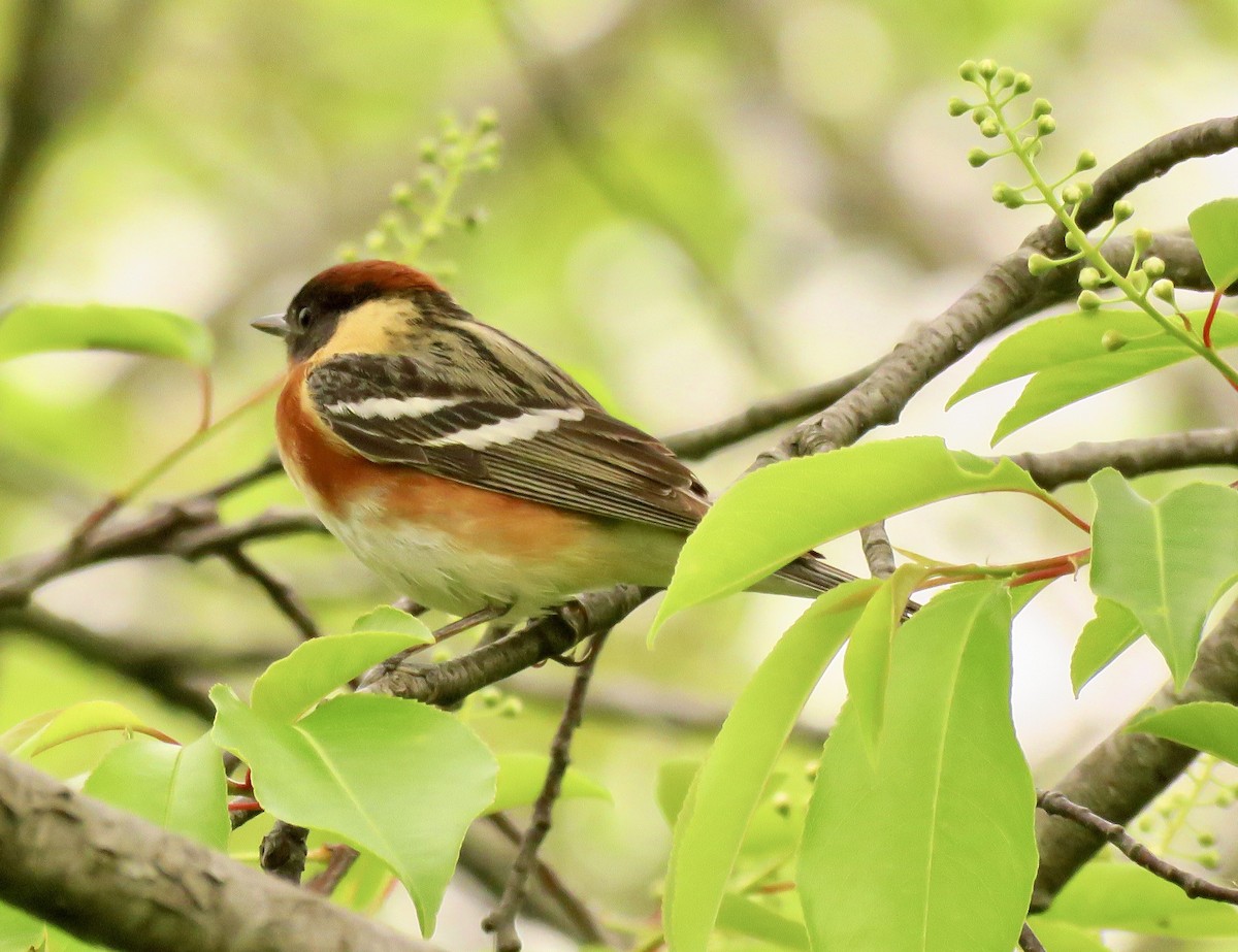 Bay-breasted Warbler - ML573160711