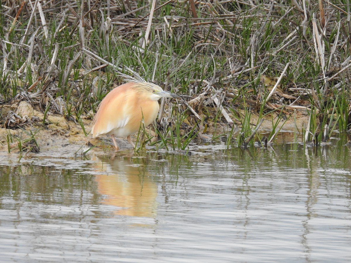 Squacco Heron - ML573160751