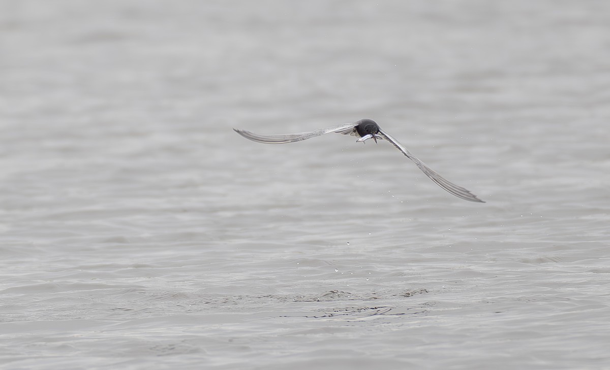 Black Tern - ML573160831