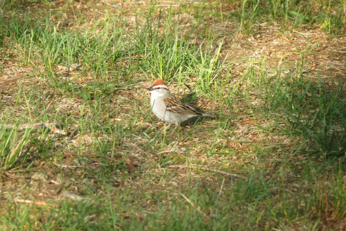 Chipping Sparrow - Luis Mendes