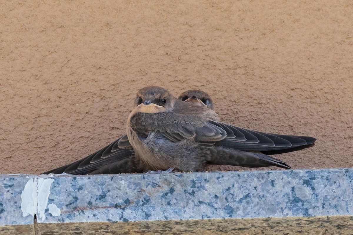 Rock Martin (Pale Crag-Martin) - ML573161381