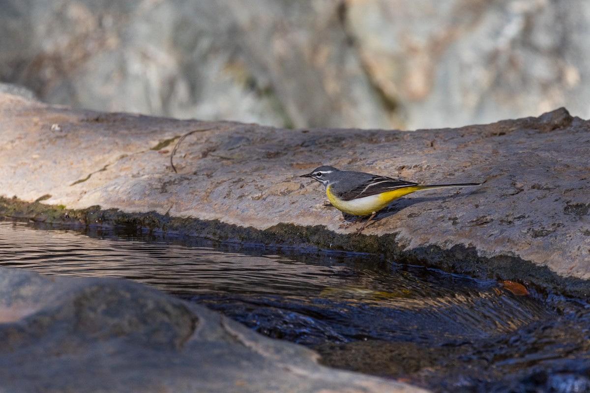 Gray Wagtail - ML573161481