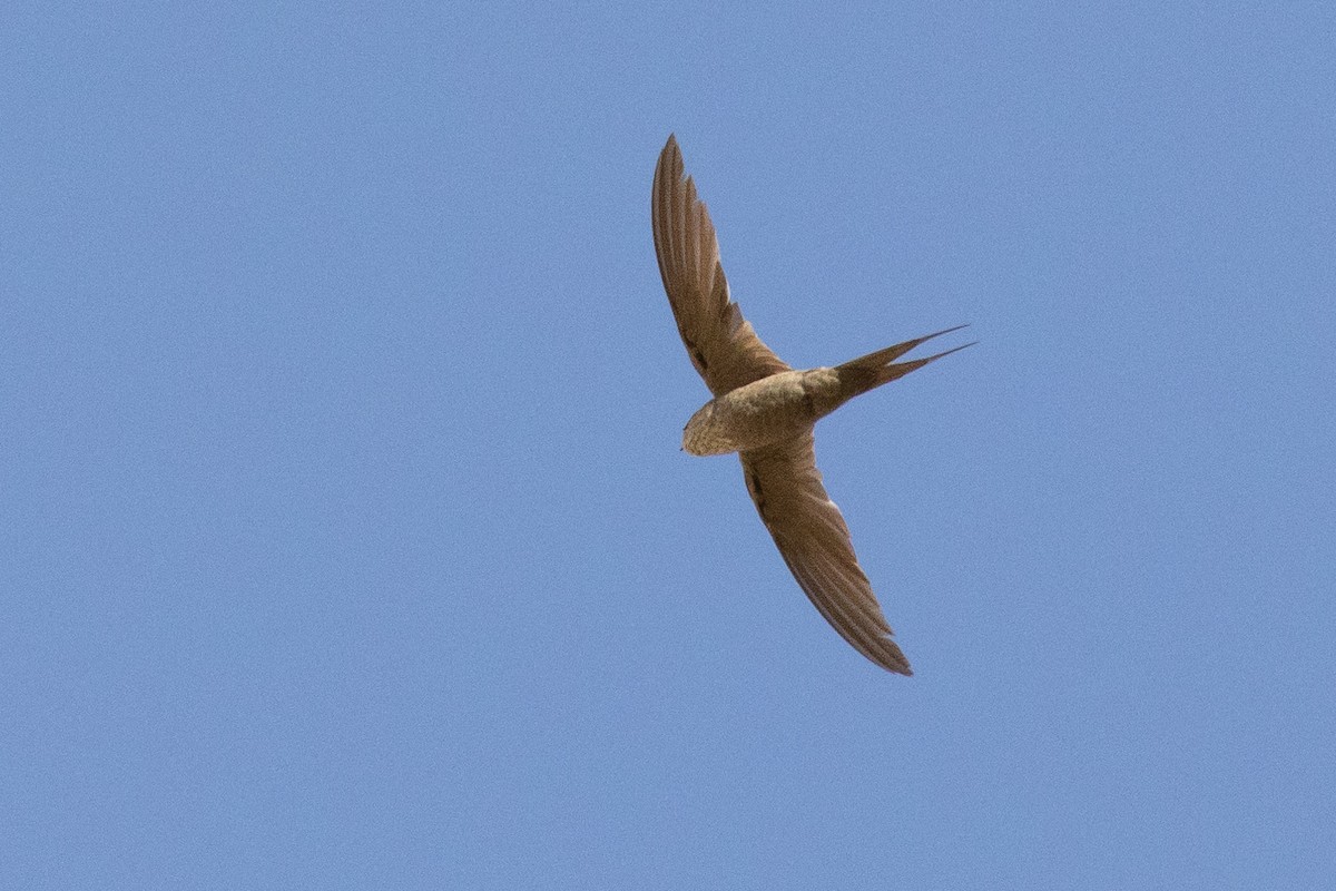 African Palm Swift - ML573161631