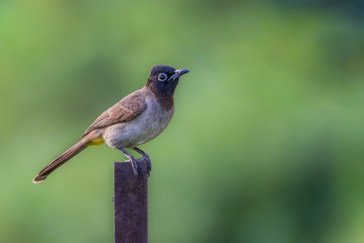 White-spectacled Bulbul - ML573162601