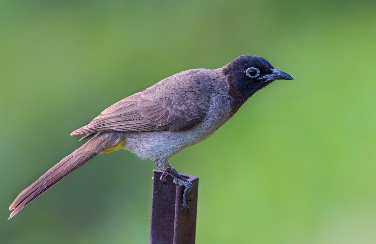 White-spectacled Bulbul - ML573162611