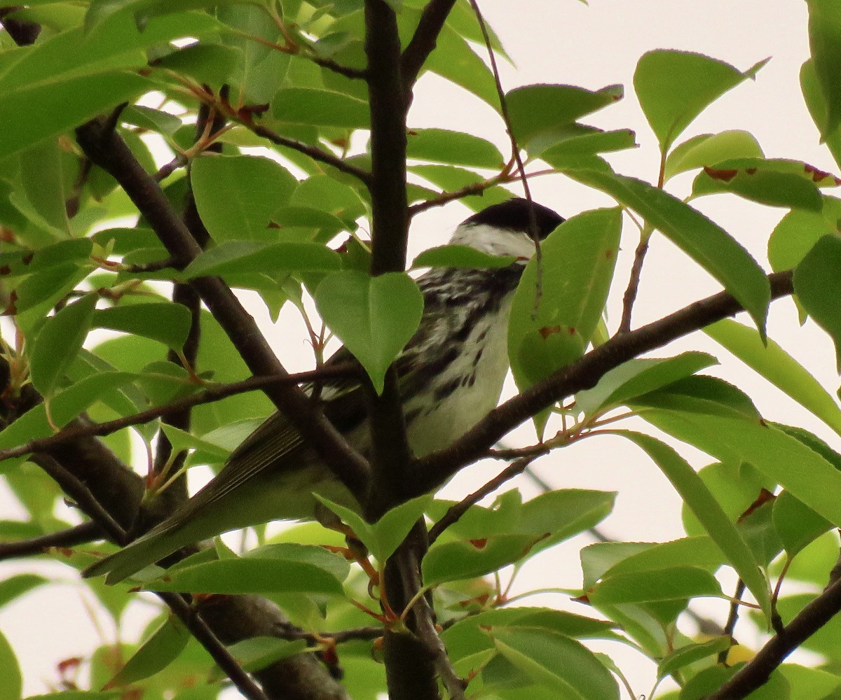Blackpoll Warbler - ML573163651