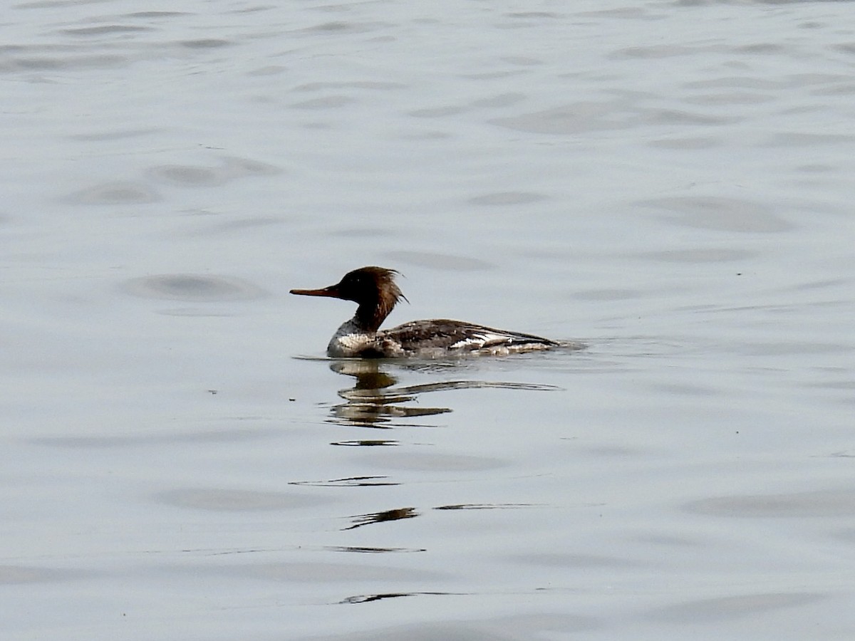 Red-breasted Merganser - ML573163831