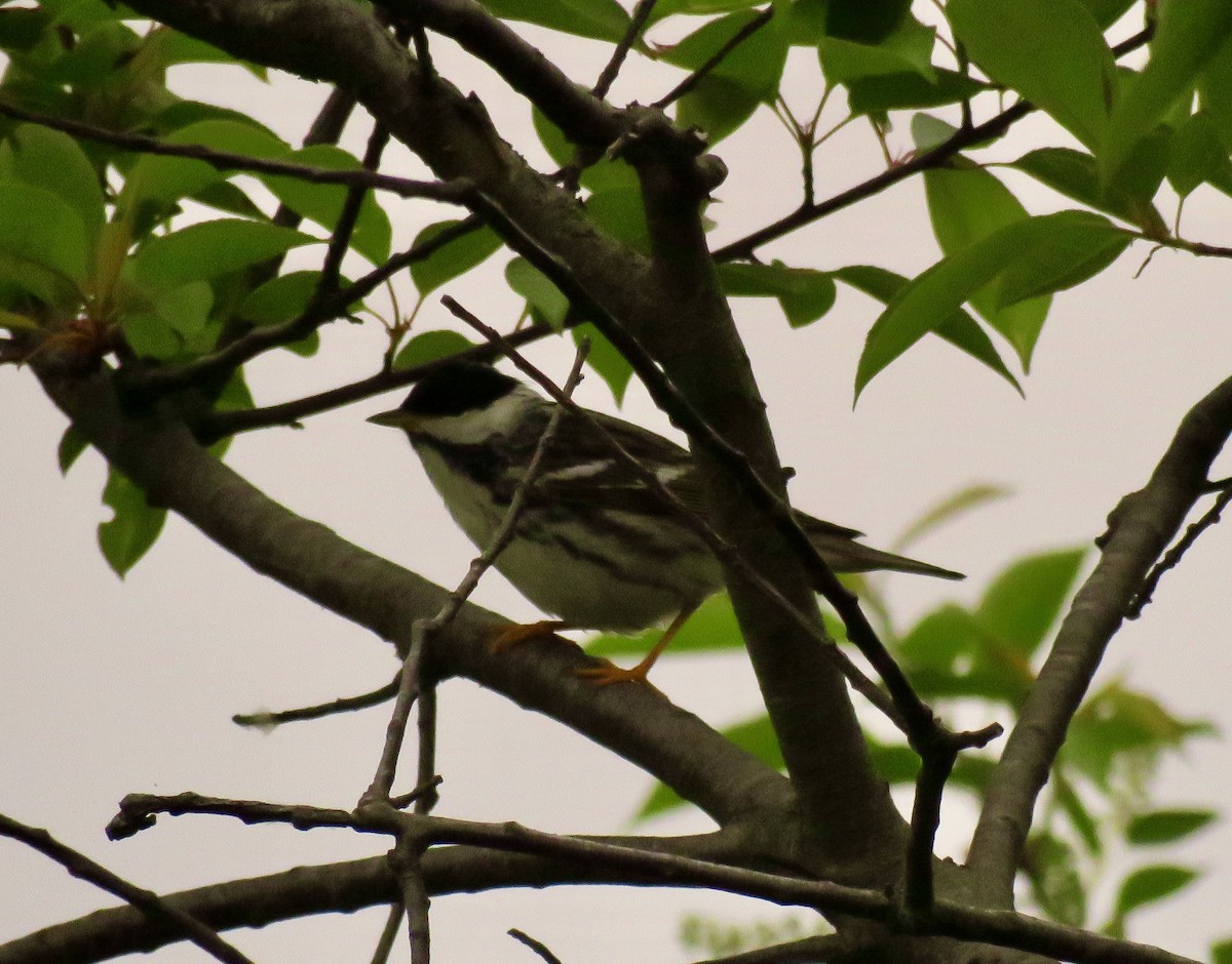 Blackpoll Warbler - ML573164501