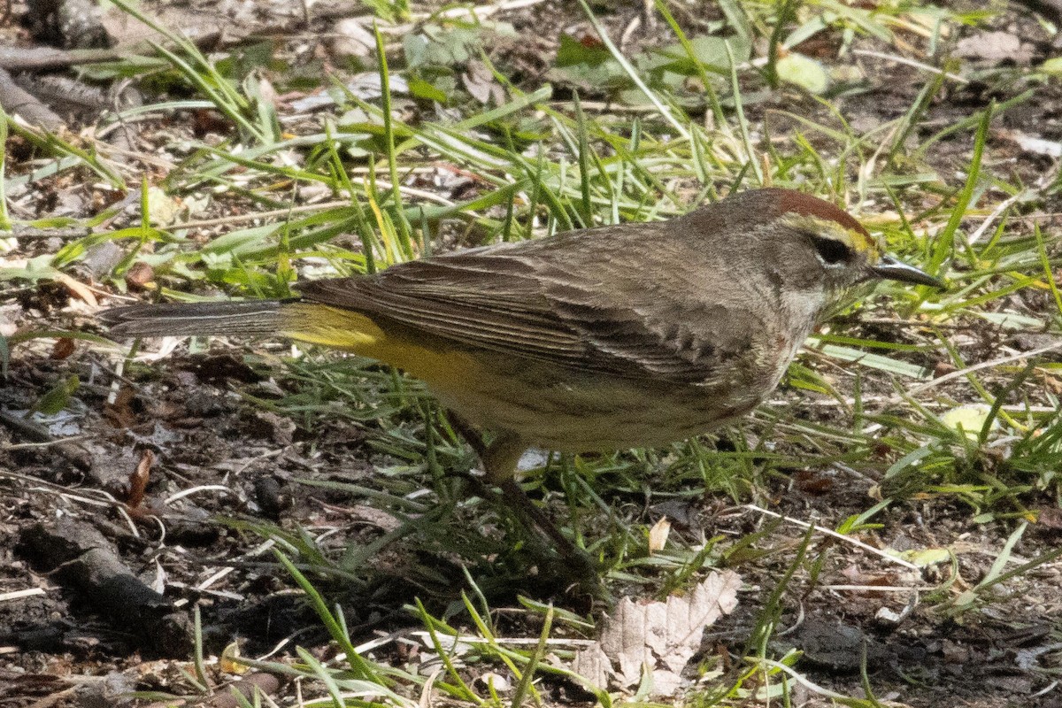 Palm Warbler - ML573165081