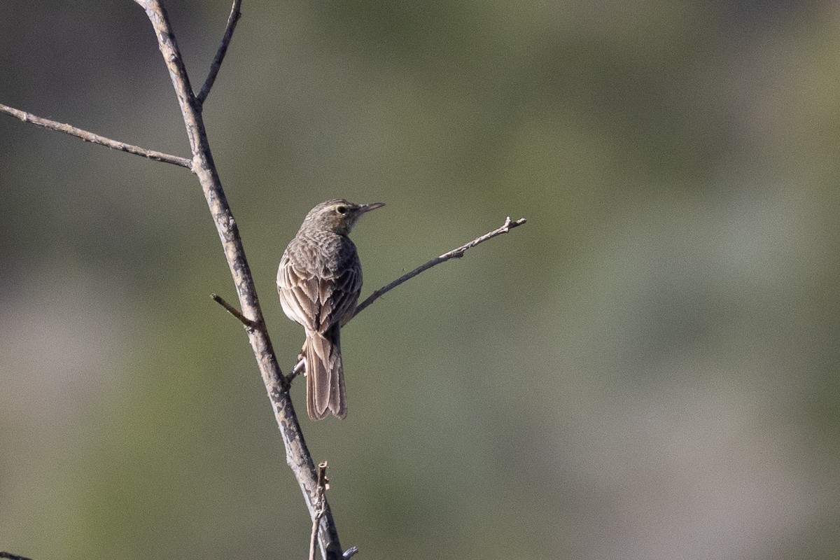 Long-billed Pipit - ML573165371