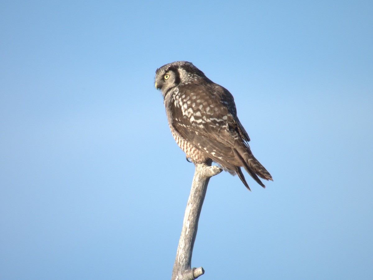 Northern Hawk Owl - Vince Hiebert