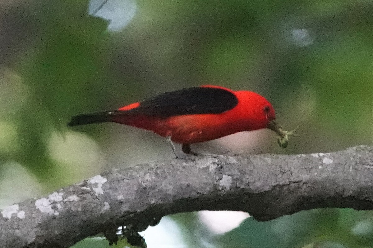 Scarlet Tanager - Dick Plambeck