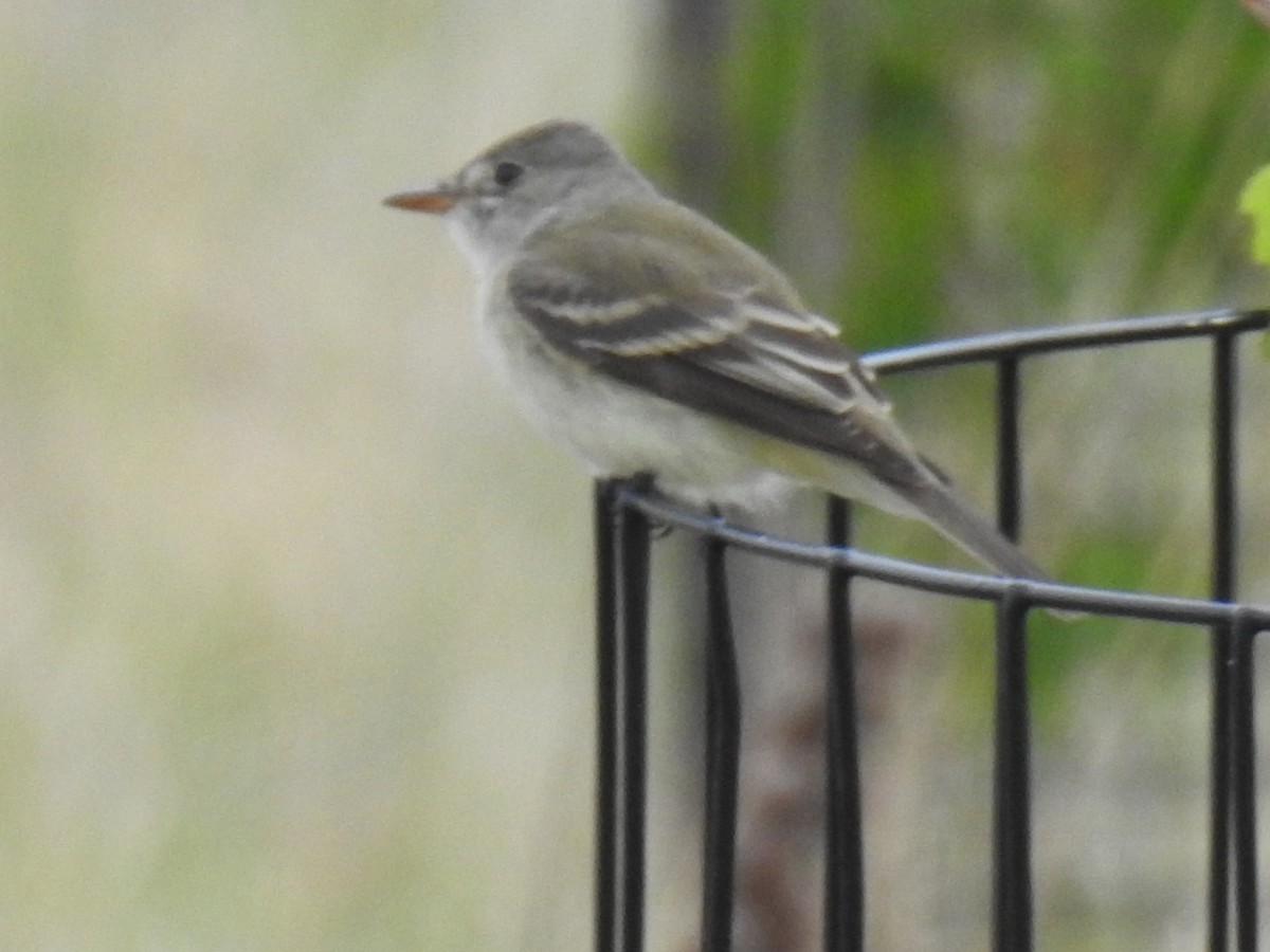 Willow Flycatcher - ML573166991