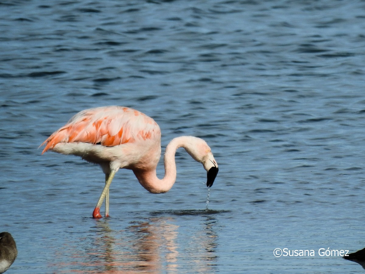 Chilean Flamingo - ML573168351