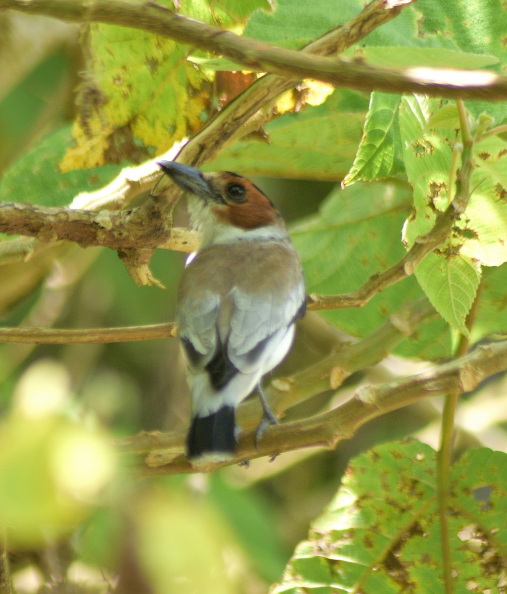 Black-crowned Tityra - Diego Cervera Oñate