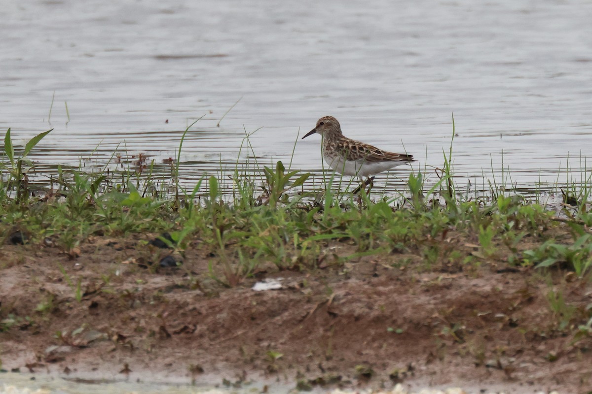 Least Sandpiper - ML573170461