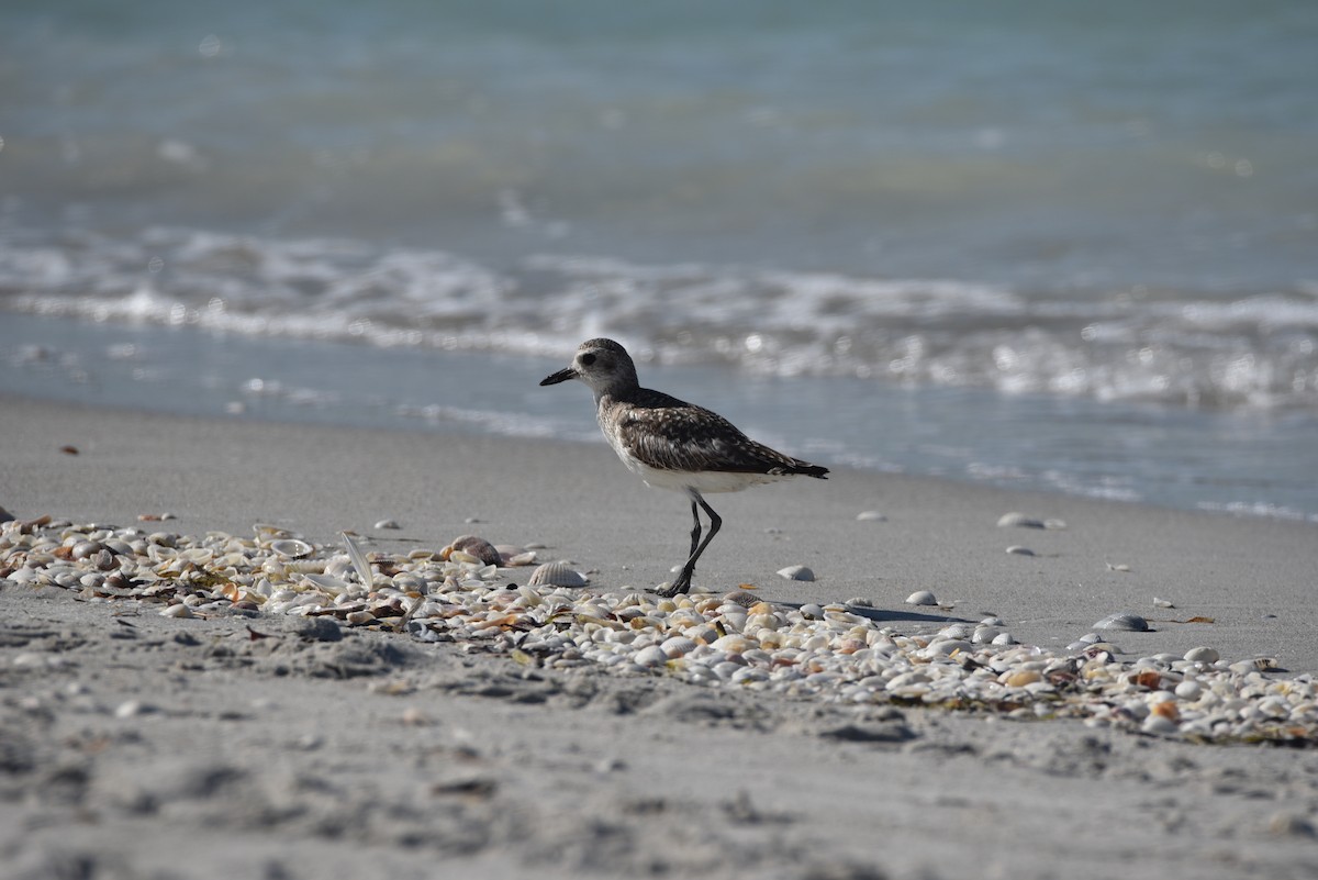 Black-bellied Plover - Joseph Mittura