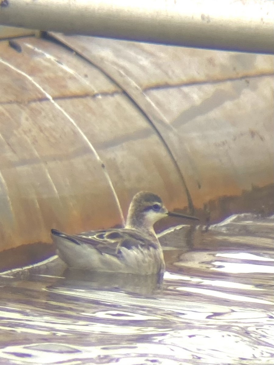 Wilson's Phalarope - Laurent Bédard