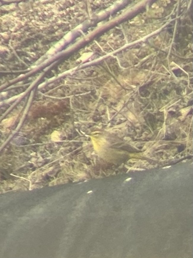 Palm Warbler - ML573171751