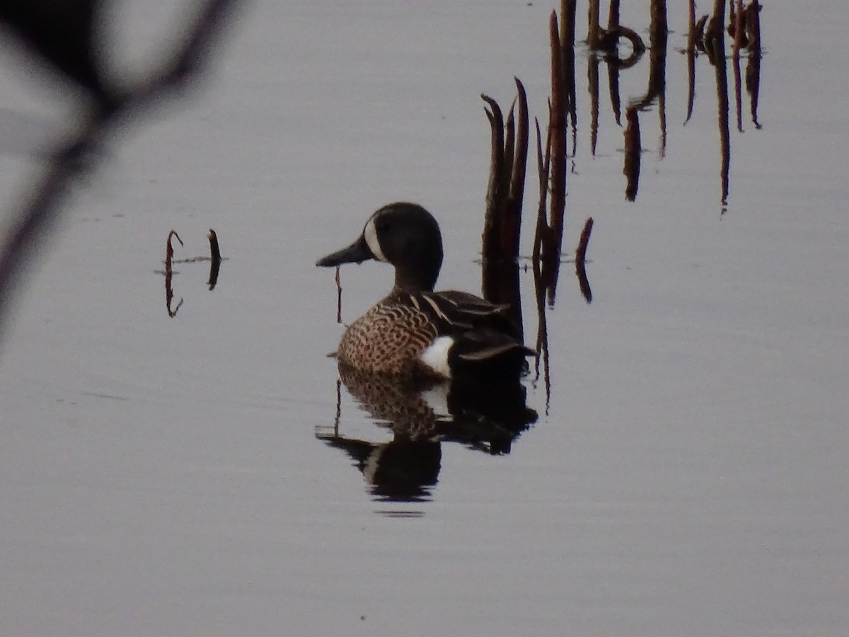 Blue-winged Teal - ML573171961