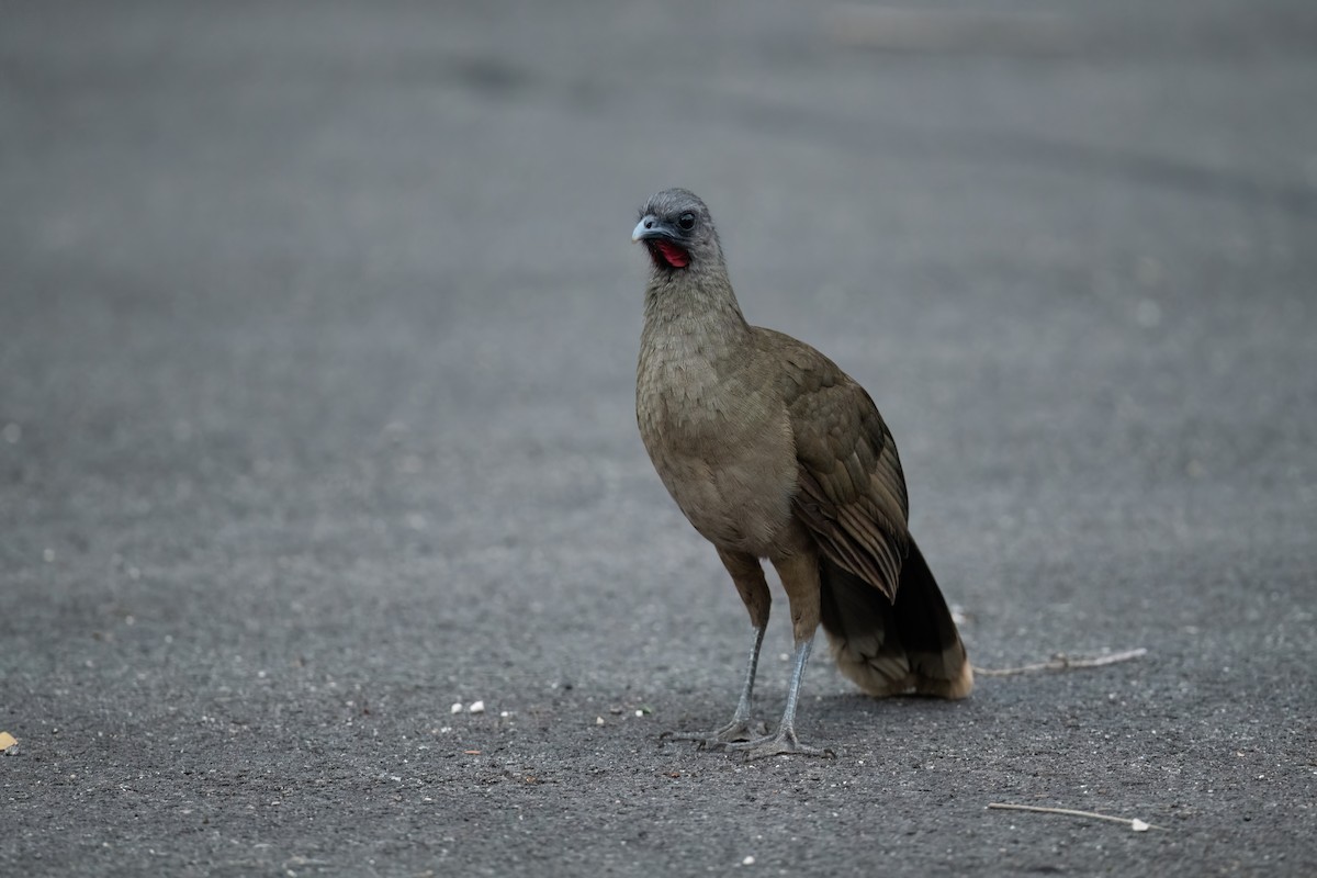 Plain Chachalaca - ML573173711