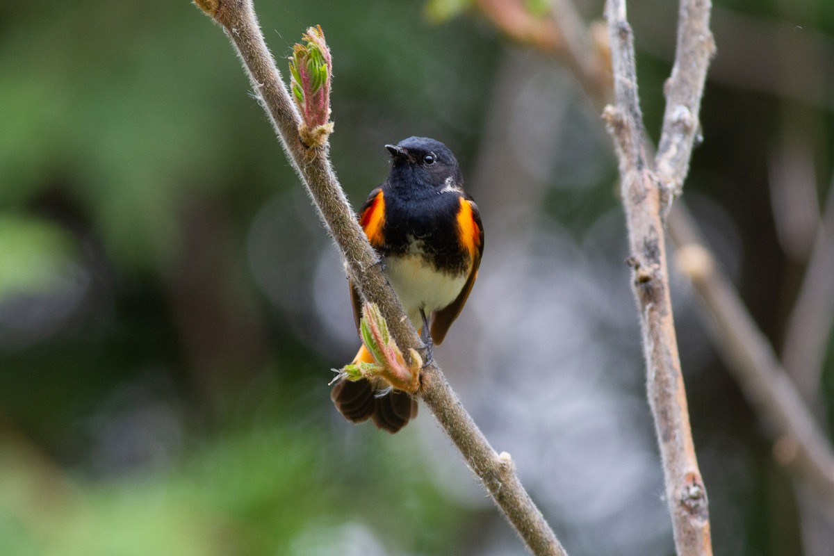 American Redstart - ML573173781