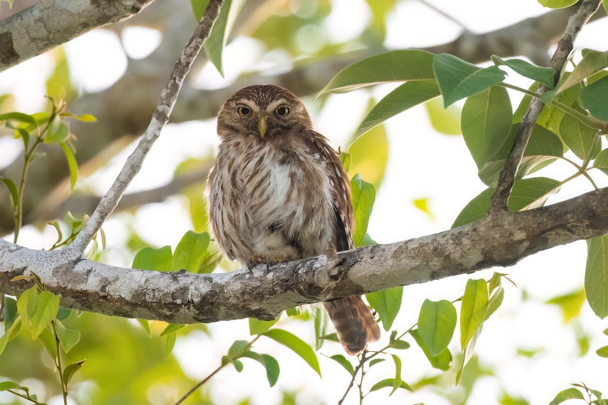 Ferruginous Pygmy-Owl - Adam Jackson